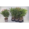 NERIUM OLEANDER OV