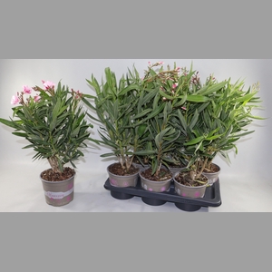 NERIUM OLEANDER OV