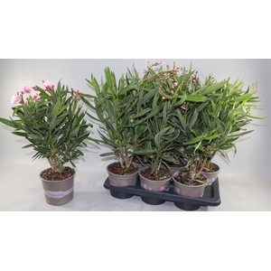 NERIUM OLEANDER OV