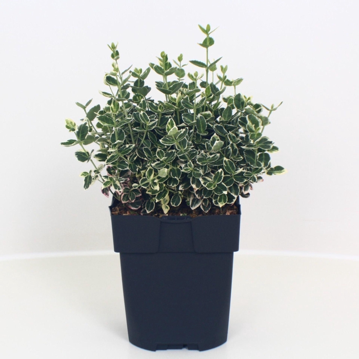 <h4>Euonymus fortunei Emerald Gaiety</h4>