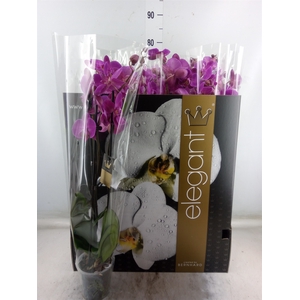 Phalaenopsis   ...rose