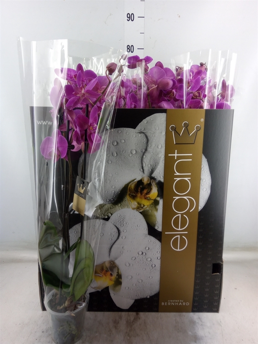 <h4>Phalaenopsis   ...rose</h4>