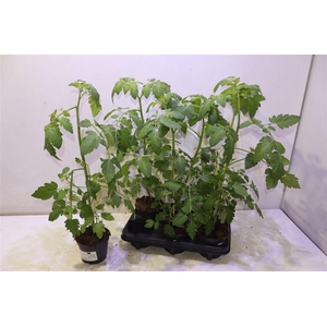 arr8 Tomatenplanten
