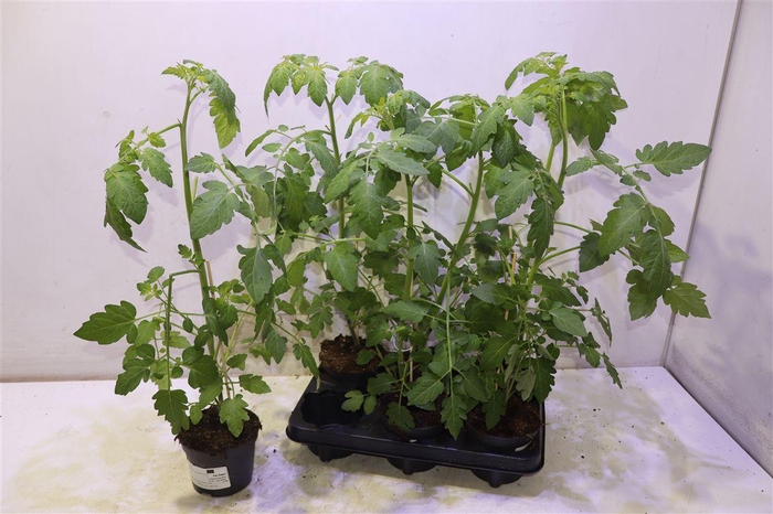 <h4>arr8 Tomatenplanten</h4>