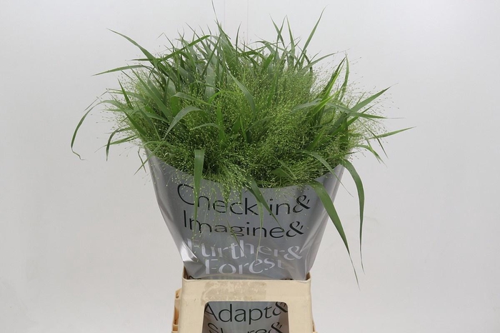 <h4>PANIC VI FONTAINE</h4>