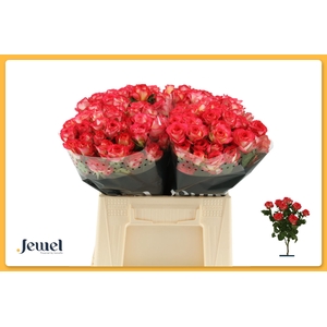 R TR SUMMER DANCE Water