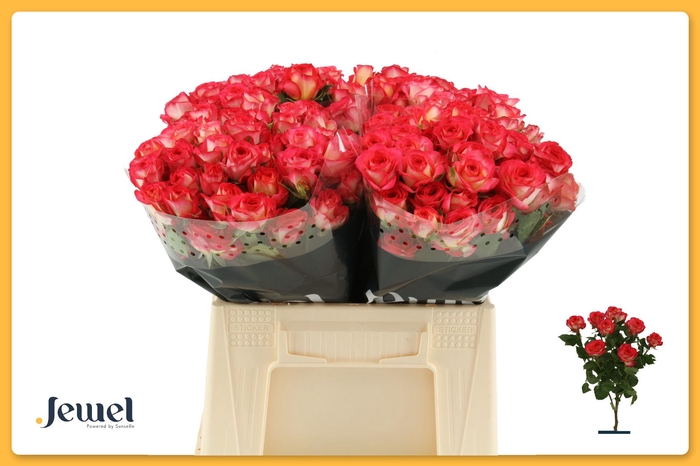 <h4>R TR SUMMER DANCE Water</h4>