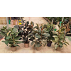 Ficus overig gemengd 3 soorten