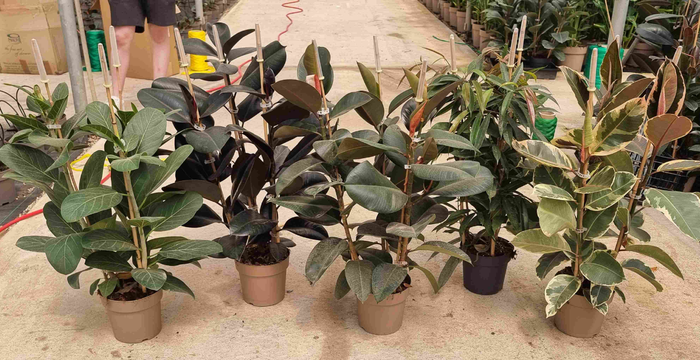 Ficus overig gemengd 3 soorten