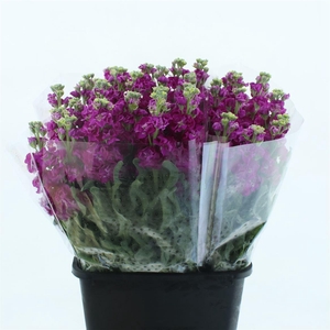 Matth Incana Iron Rose Super