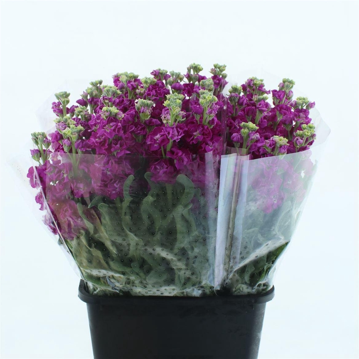 <h4>Matth Incana Iron Rose</h4>