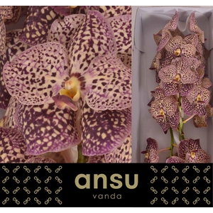 Vanda  'Sunanda Ocelot Sangria'