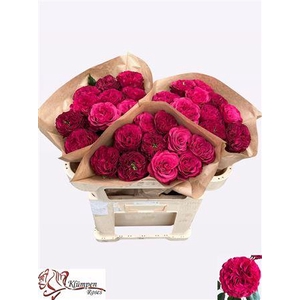 R Gr Cherry Velvet