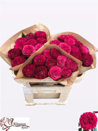 <h4>R Gr Cherry Velvet</h4>
