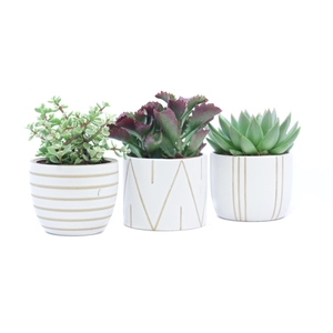 Succulent mix 10,5 cm in eksjo sierpot