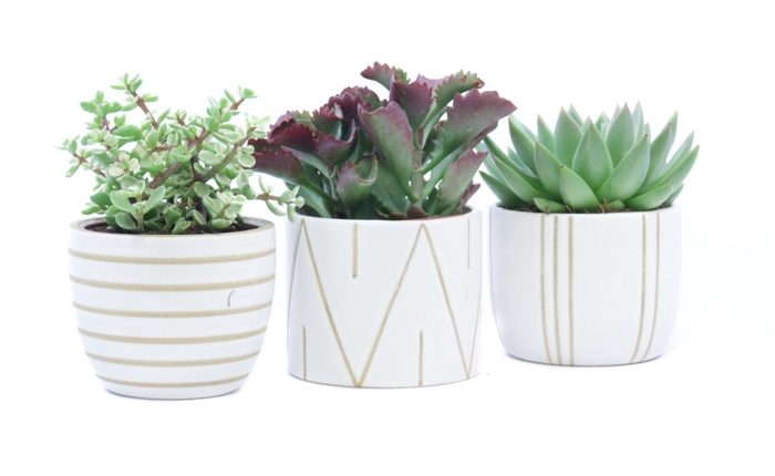 <h4>Succulent mix 10,5 cm in eksjo sierpot</h4>