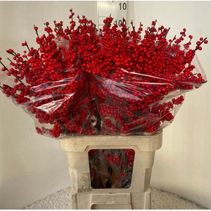 Ilex verticillata red