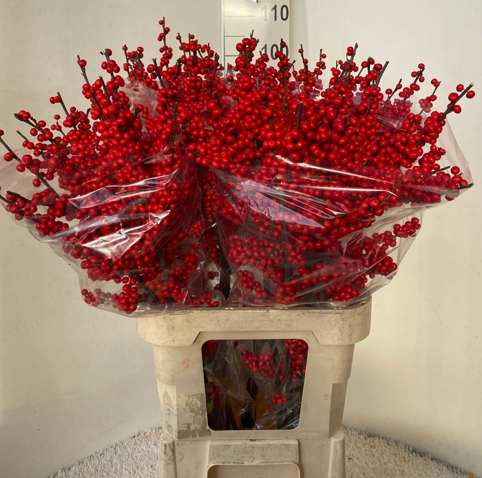 <h4>Ilex verticillata red</h4>