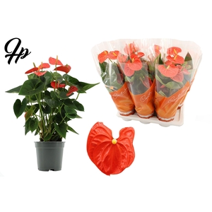 Anthurium 17 cm Sierra Orange in Couture sleeve