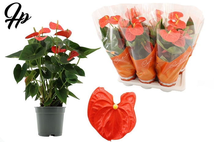 <h4>Anthurium 17 cm Sierra Orange in Couture sleeve</h4>