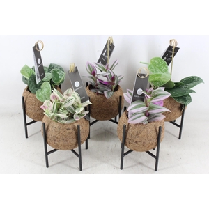 arr3 Kokoplant - Industrial mix S x10