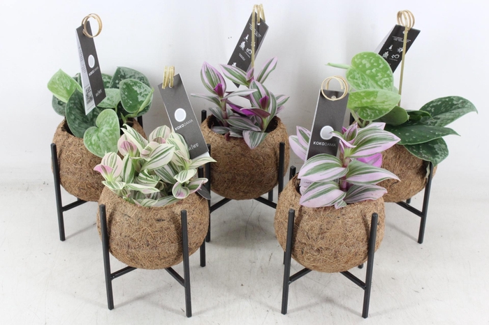 <h4>arr3 Kokoplant - Industrial mix S x10</h4>