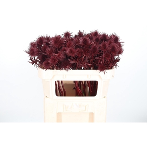 Eryn Supernova Kl Bh Bordeaux