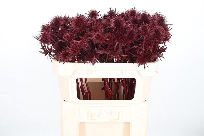 <h4>Eryn Supernova Kl Bh Bordeaux</h4>