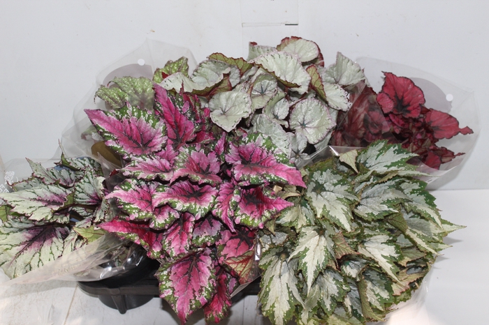 <h4>BEGONIA BELEAF P15 PO</h4>