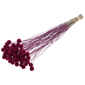 Craspedia Dried Lilac