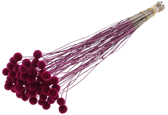 <h4>Craspedia Dried Lilac</h4>