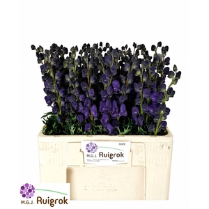Aconitum Pyramidale 60cm