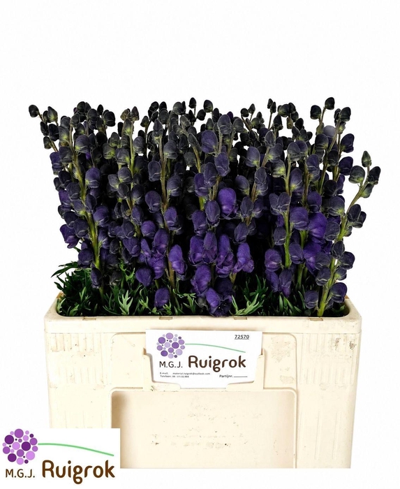 <h4>Aconitum Pyramidale 60cm</h4>