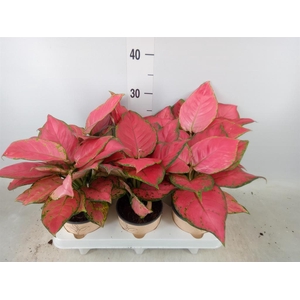 Aglaonema   ...