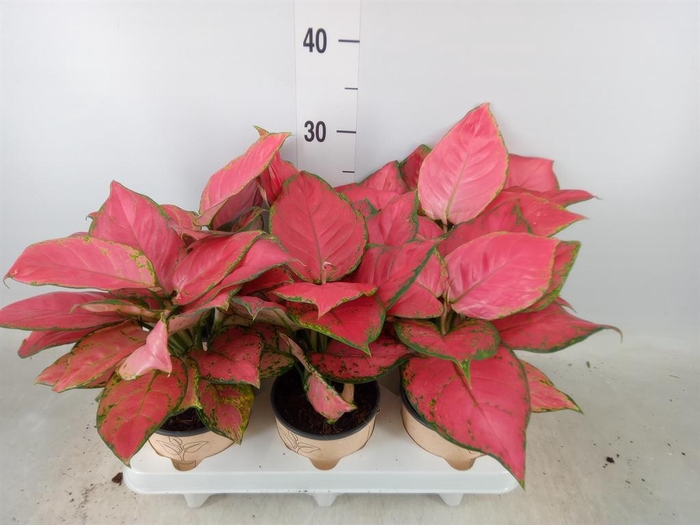 <h4>Aglaonema ...</h4>