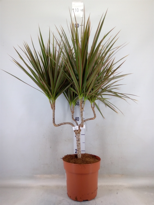 <h4>Dracaena marg. 'Bicolor'</h4>