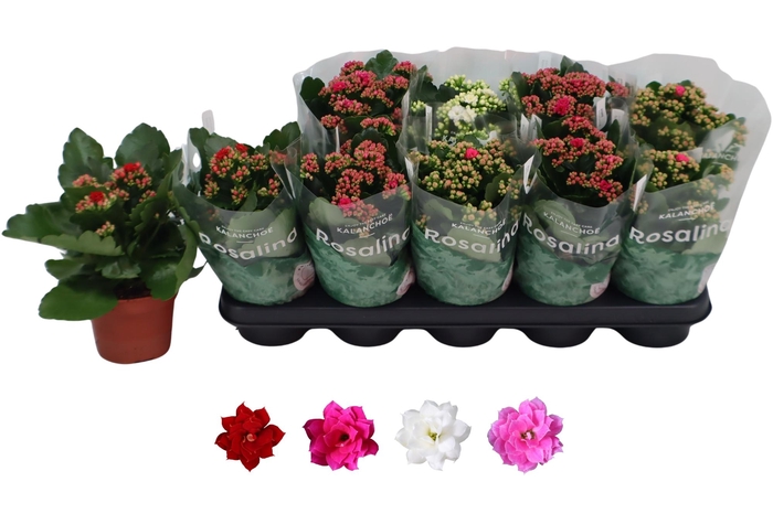 <h4>KAL GE RO GEM 4 KL</h4>