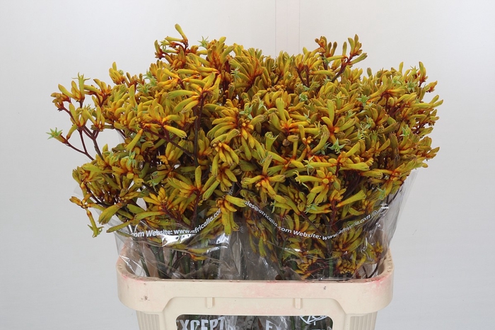 <h4>Anigozanthos Gold Fever</h4>