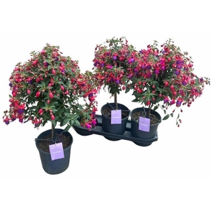 FUCHSIA B F VERA