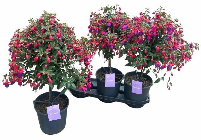 <h4>FUCHSIA B F VERA</h4>