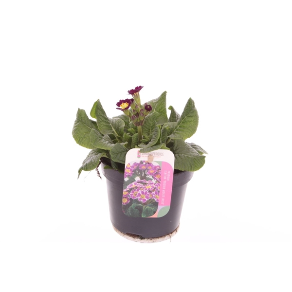 <h4>Primula elatior Veristar Late Violet Laced</h4>