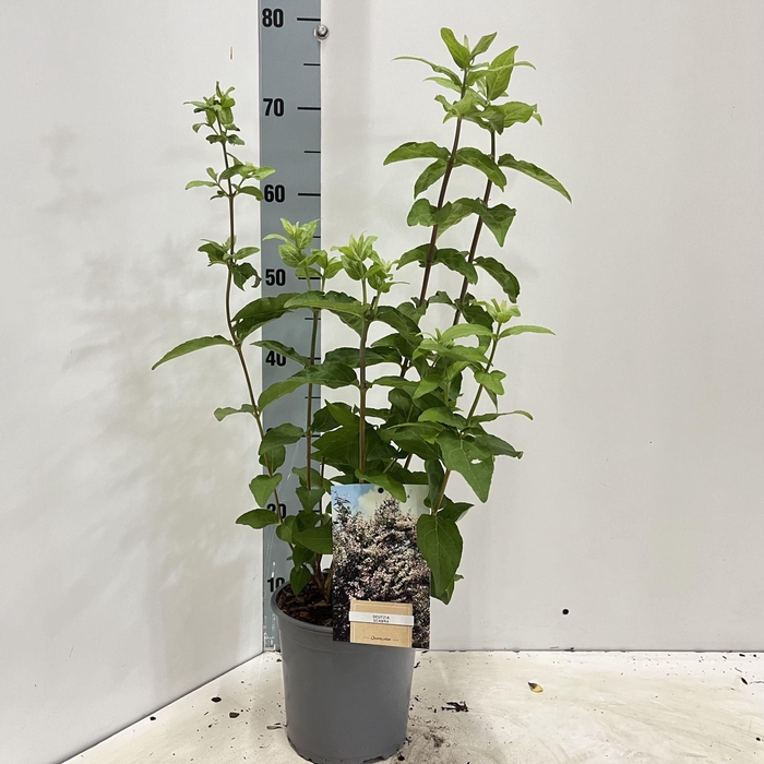 <h4>Deutzia scabra</h4>