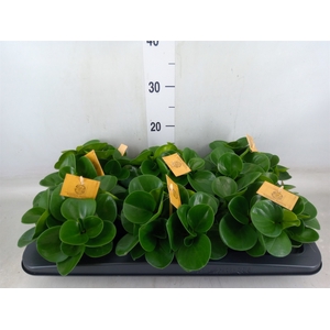Peperomia obt. 'Green Gold'
