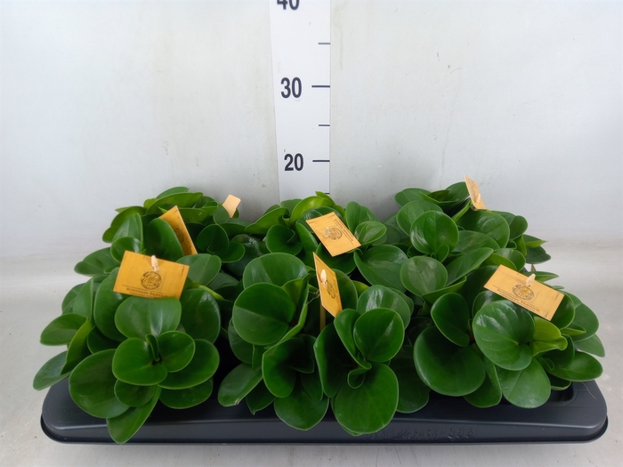 <h4>Peperomia obt. 'Green Gold'</h4>