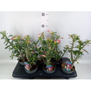 Adenium obesum