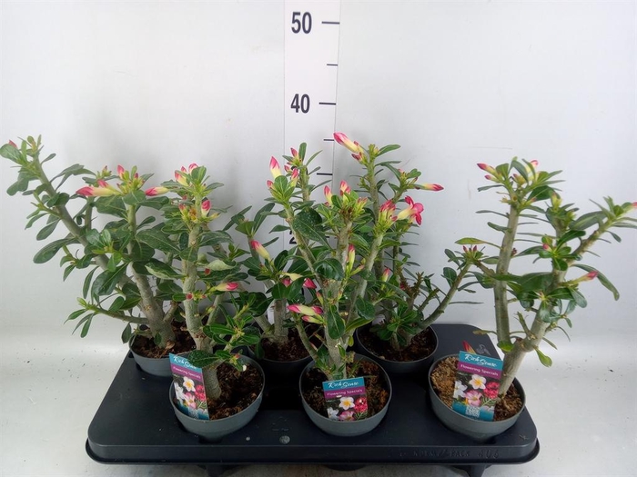 <h4>Adenium obesum</h4>