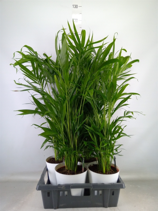 <h4>Palms   ...</h4>
