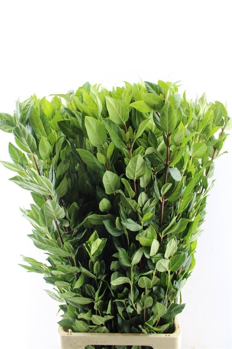 <h4>Viburnum Leaves</h4>