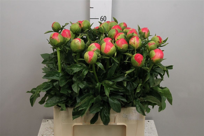<h4>Paeo Coral Sunset</h4>