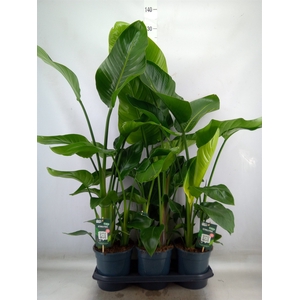 Strelitzia nicolai